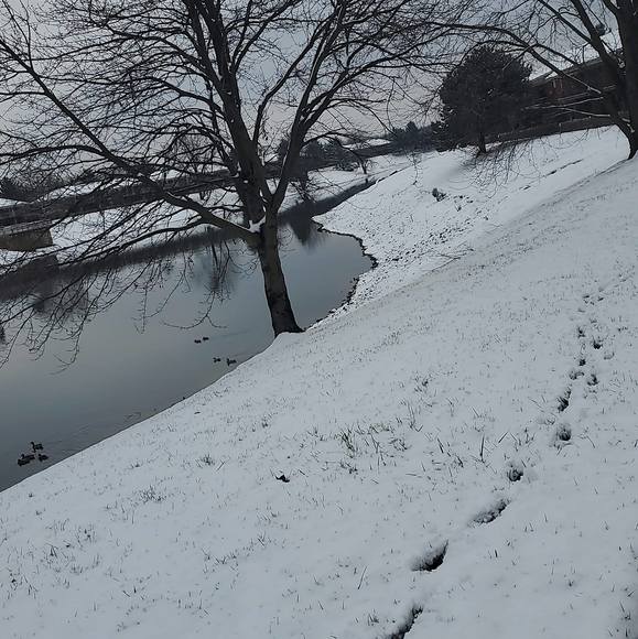 Meet your Posher, Layla - Picture 1 of 1